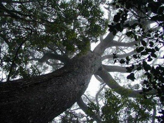 дерево коа